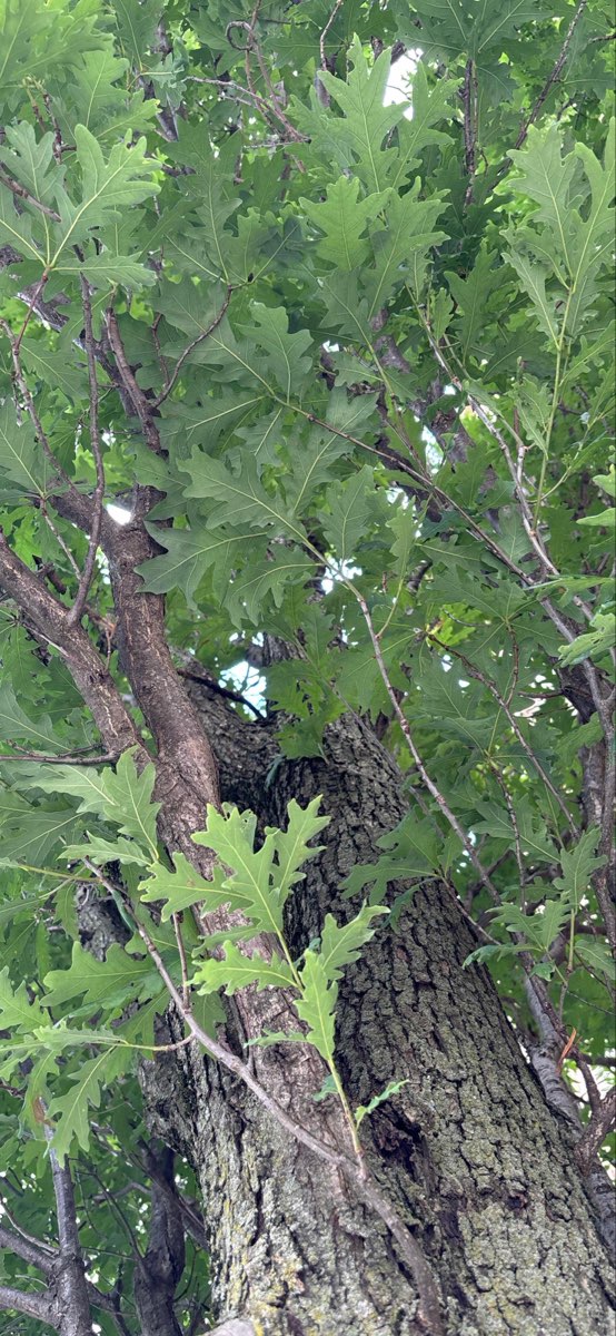 Champaign Scavenger Hunt scavenger hunt photos