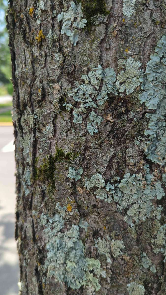 Franklin Indiana Scavenger Hunt scavenger hunt photos