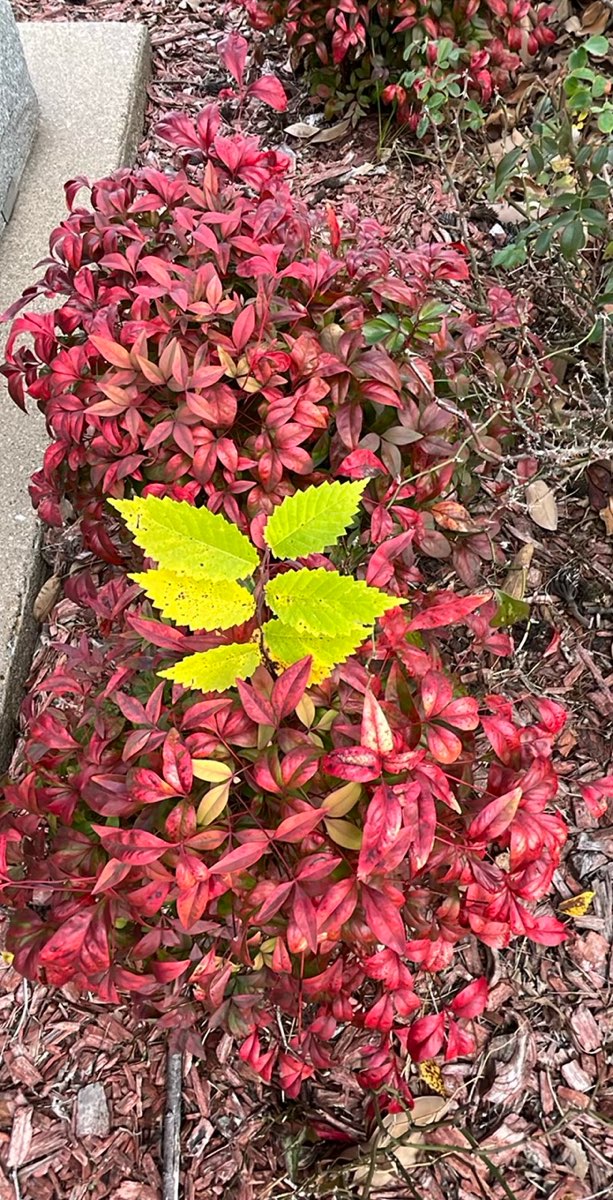 Canton Texas Scavenger Hunt scavenger hunt photos