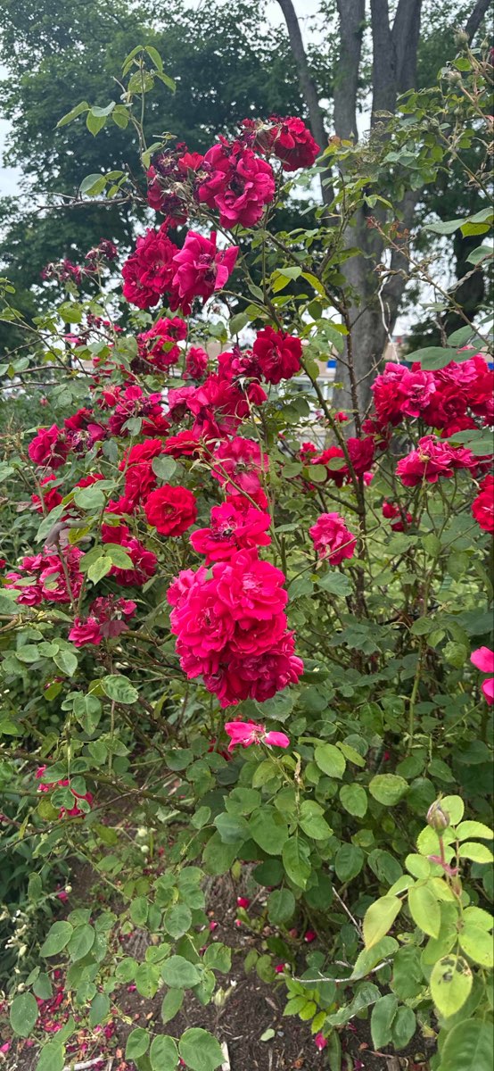 Point Pleasant Park Scavenger Hunt scavenger hunt photos