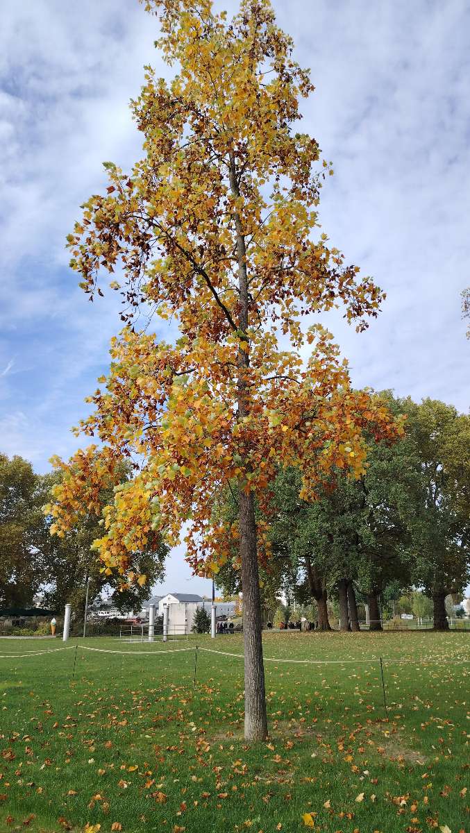 Koblenz Scavenger Hunt scavenger hunt photos