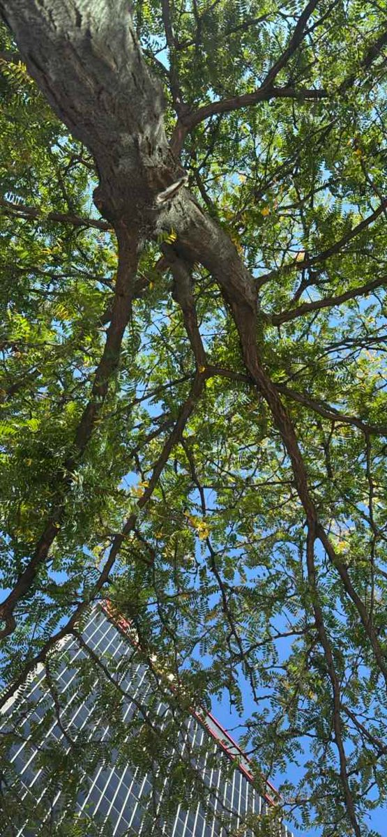 Olde Towne East Scavenger Hunt &lpar;korsan av&inodot;&rpar; foto&gbreve;raflar&inodot;