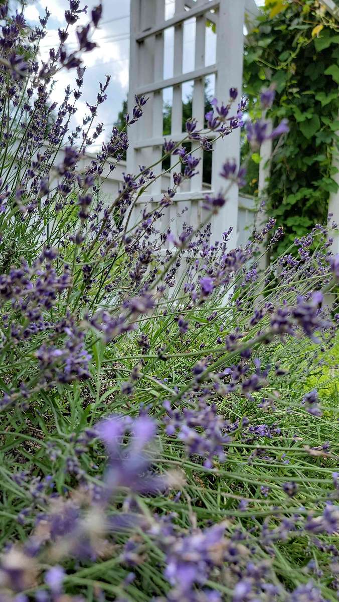 Rockville Maryland Skattejagt skattejagt fotos