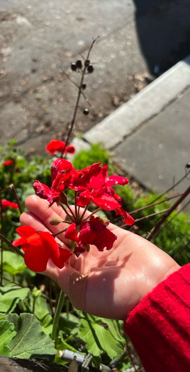 로스 가토스 스캐빈저 헌트 스캐빈저 헌트 사진