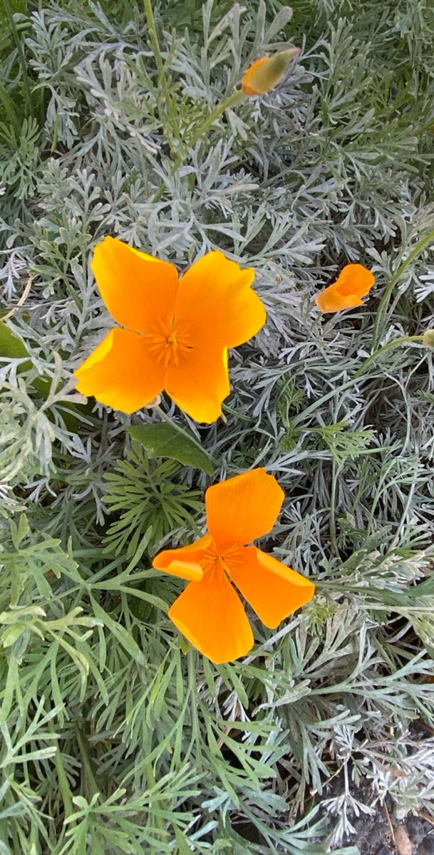 Walla Walla Scavenger Hunt scavenger hunt photos