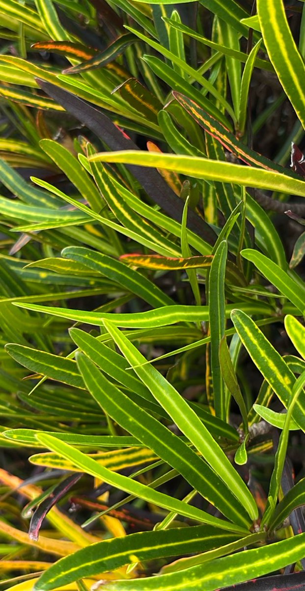 Coffs Harbour Scavenger Hunt -scavenger hunt -valokuvat