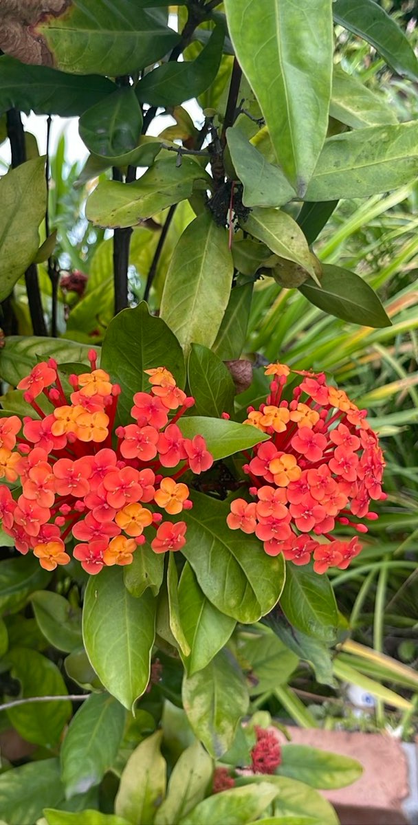 Coffs Harbour Scavenger Hunt -scavenger hunt -valokuvat