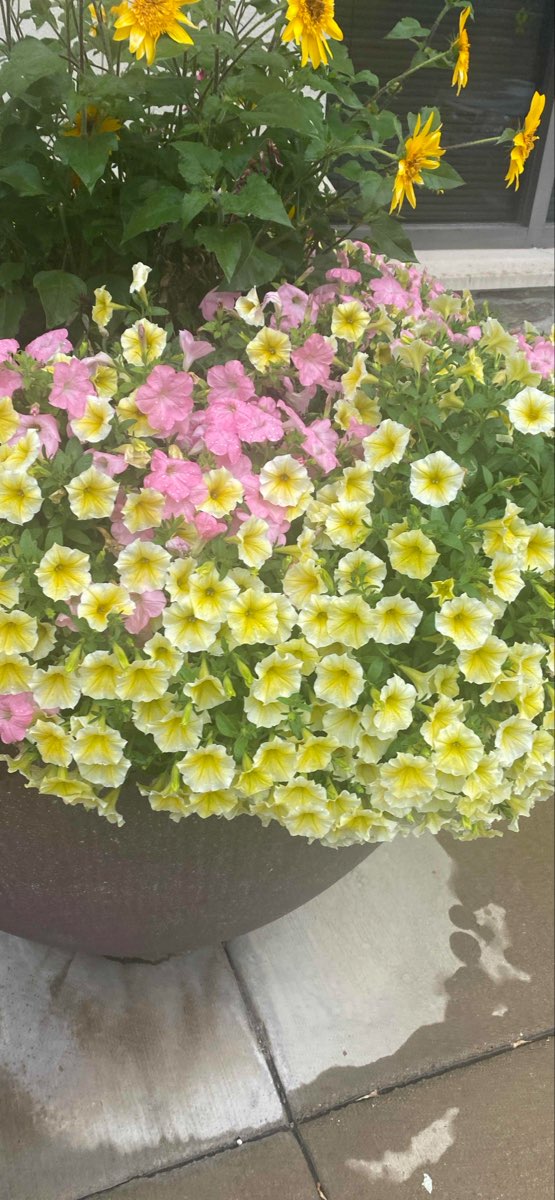 Naperville Scavenger Hunt scavenger hunt photos