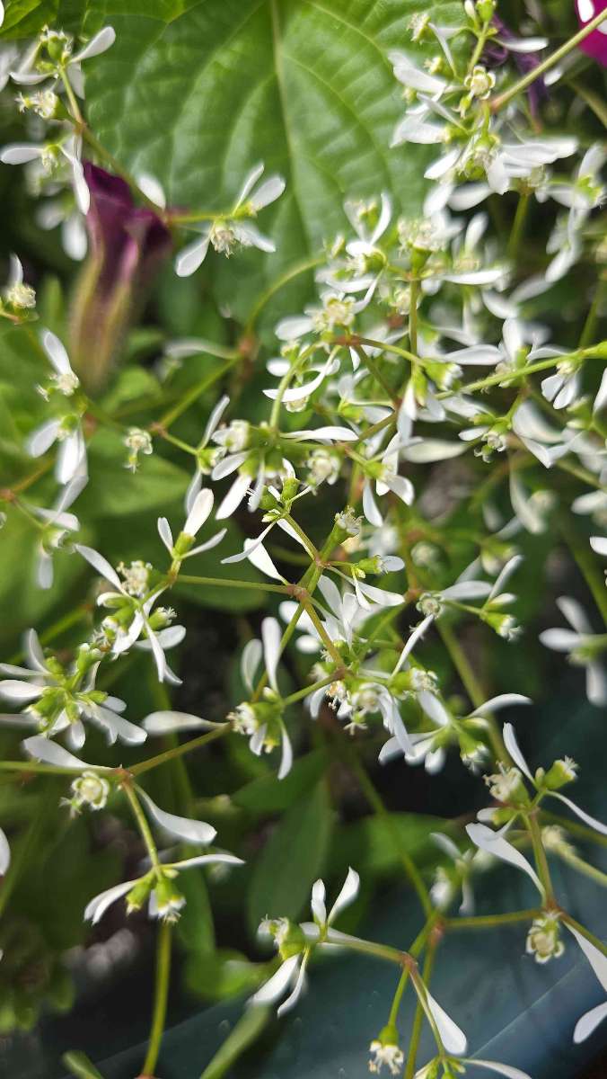 프런트 로열 스캐빈저 헌트 스캐빈저 헌트 사진