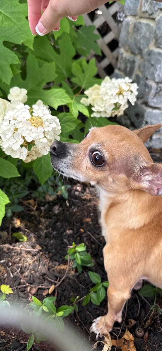 Vânătoare de comori Burlington Kentucky fotografii