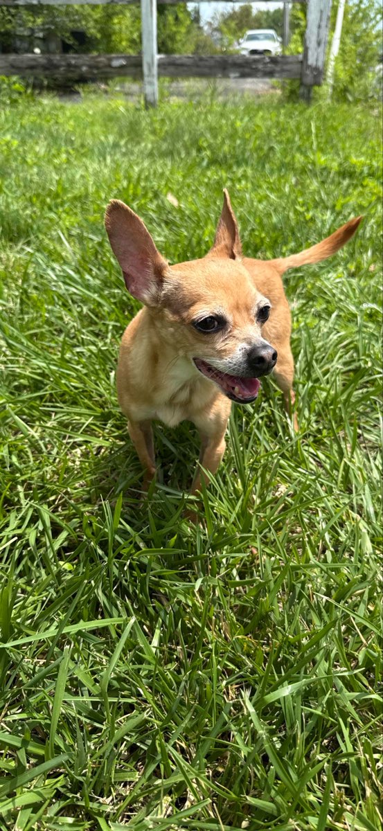 Vânătoare de comori Burlington Kentucky fotografii