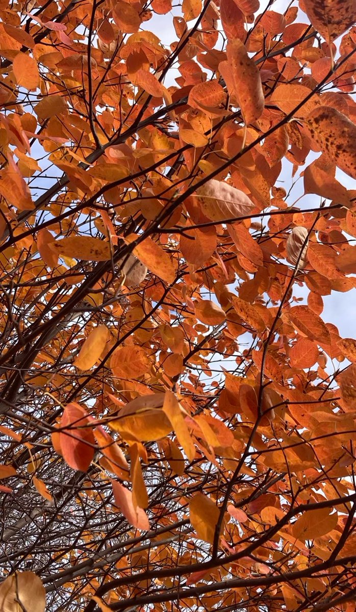 궬프 대학교 스캐빈저 헌트 스캐빈저 헌트 사진