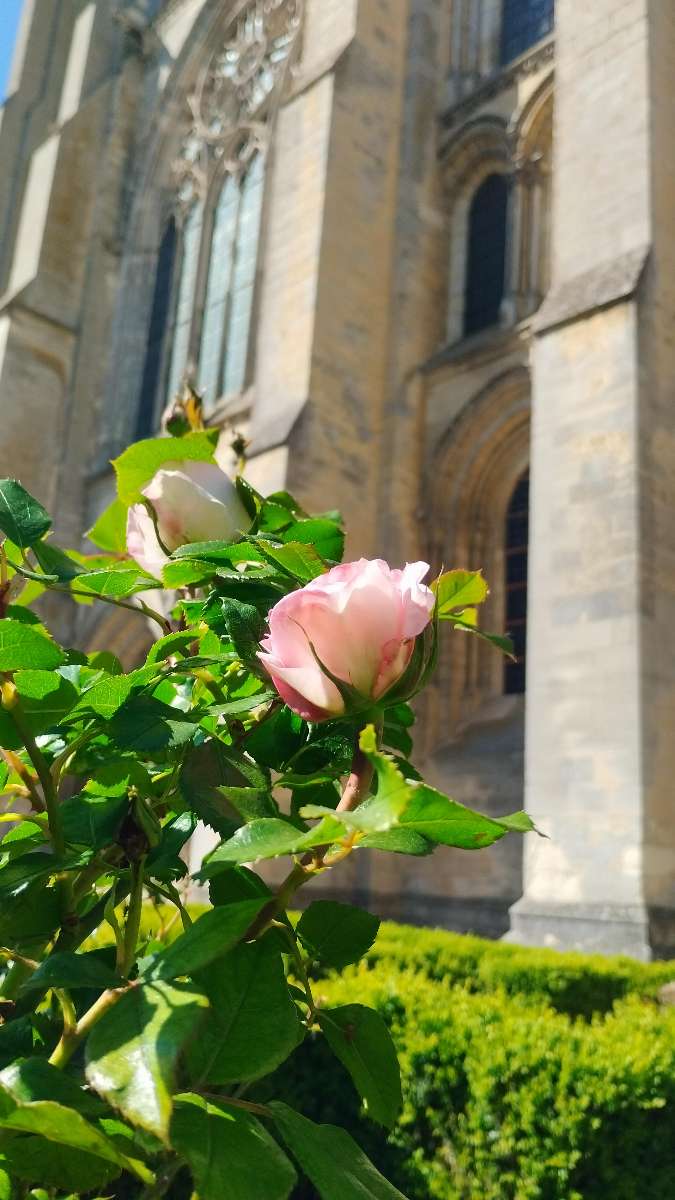 Laon Scavenger Hunt scavenger hunt photos