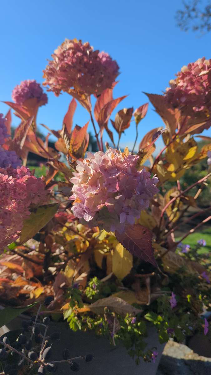 Yountville Scavenger Hunt scavenger hunt photos