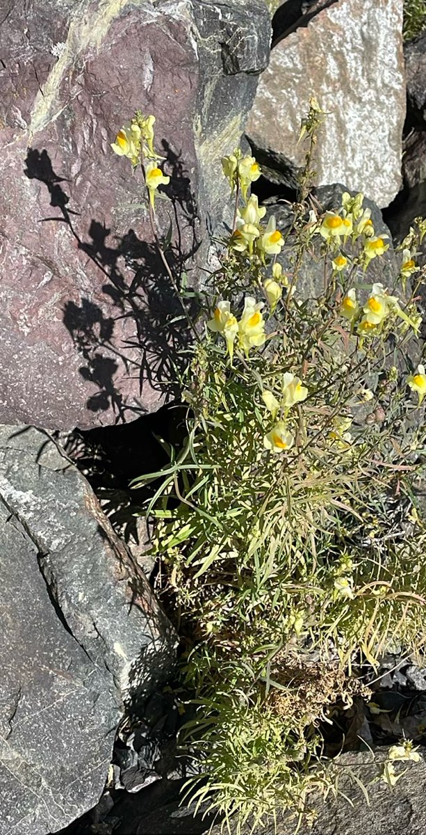 Sydney Nova Scotia Scavenger Hunt hazine avı fotoğrafları