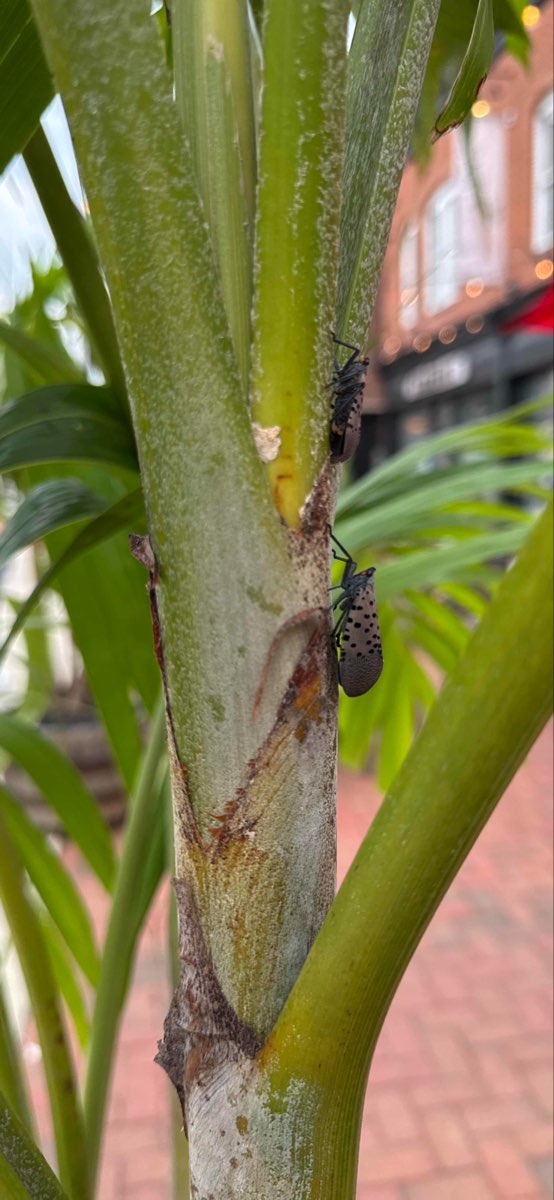 Fotky ze Scavenger Hunt Mount Airy Maryland