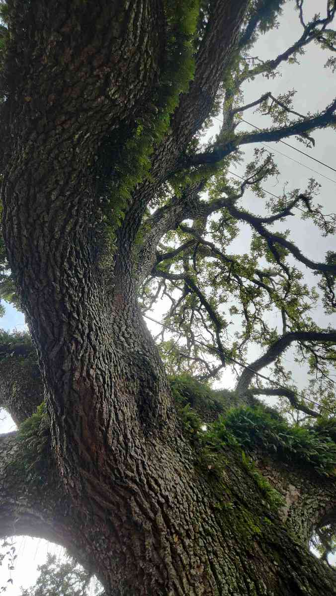 ภาพถ่ายการล่าสมบัติย่านการ์เด้น