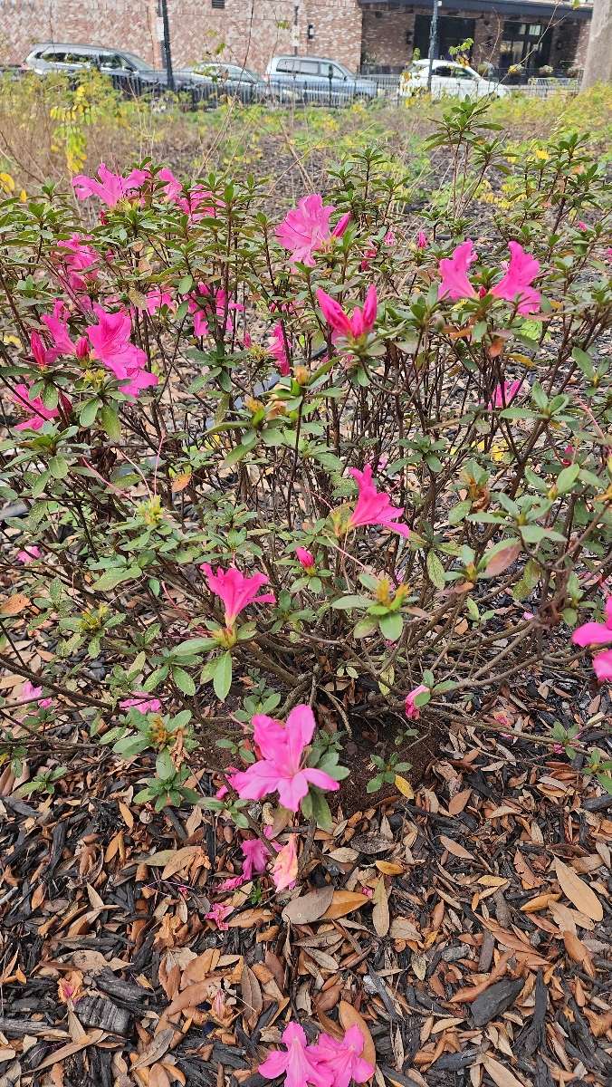 Mobile Scavenger Hunt scavenger hunt photos