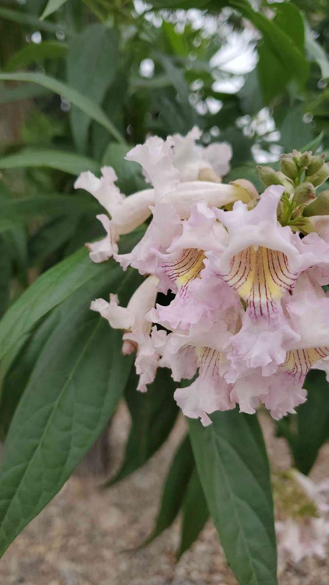 Roswell New Mexico Scavenger Hunt scavenger hunt photos