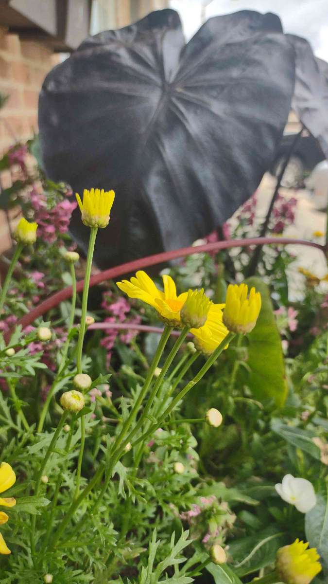 Roxboro Scavenger Hunt scavenger hunt photos