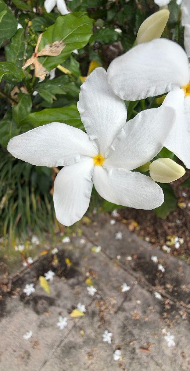 Zdj&eogon;cia z polowania na padlino&zdot;erc&oacute;w w University of Miami