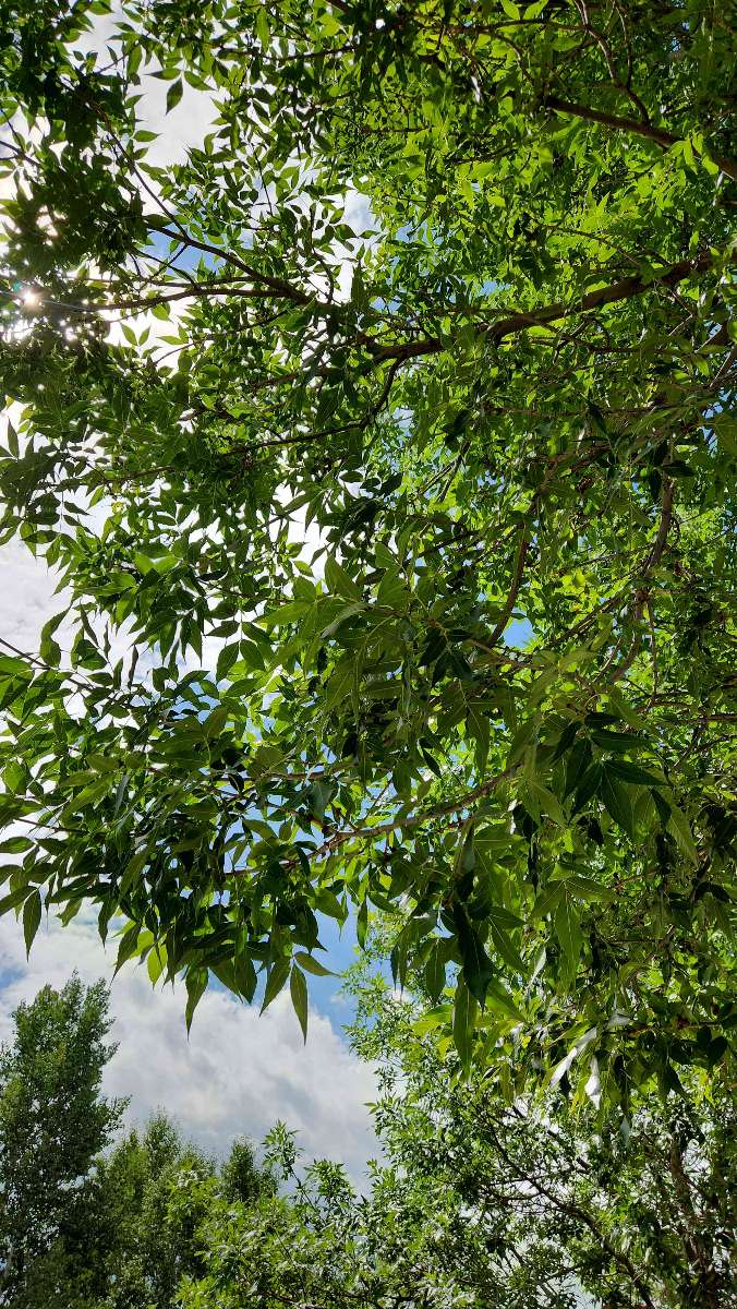 รูปภาพ scavenger hunt Avon