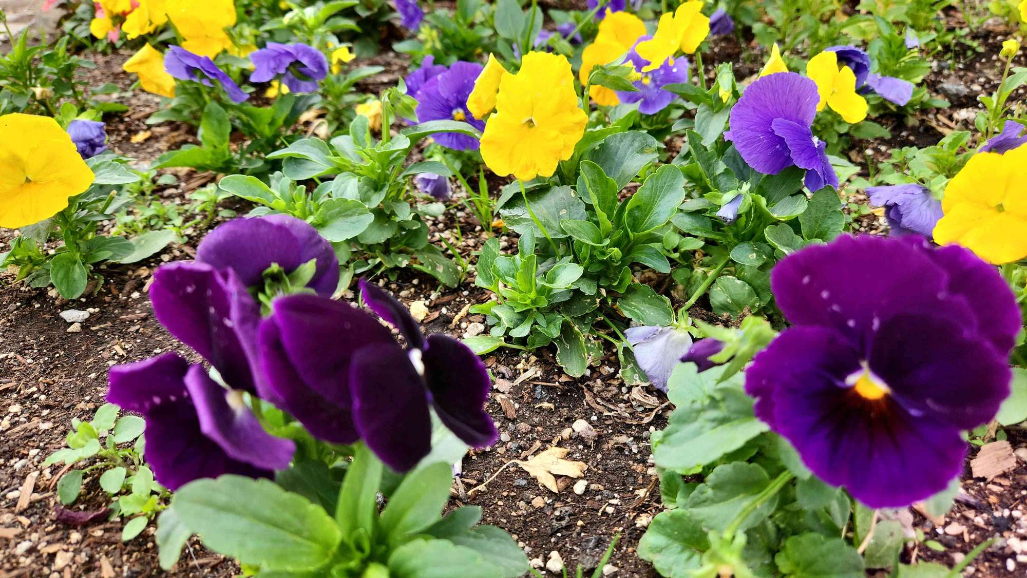 รูปภาพ scavenger hunt Avon