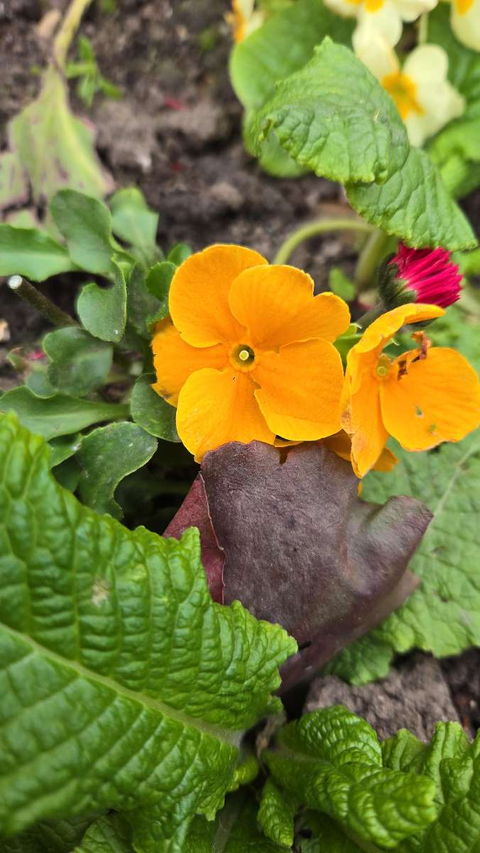 웩스햄 스캐빈저 헌트 스캐빈저 헌트 사진