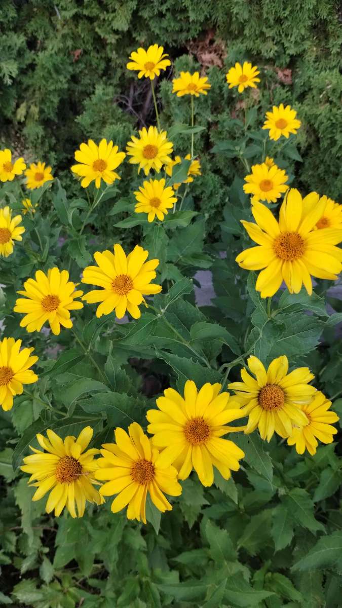 Bilder fra Logan Scavenger Hunt