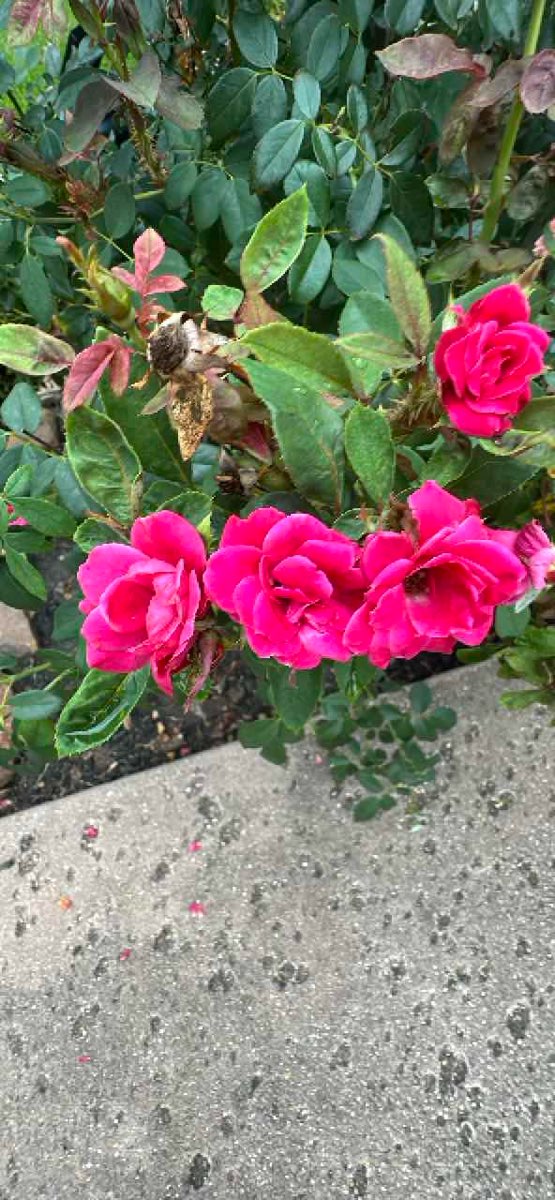 Montgomery Texas Scavenger Hunt scavenger hunt photos