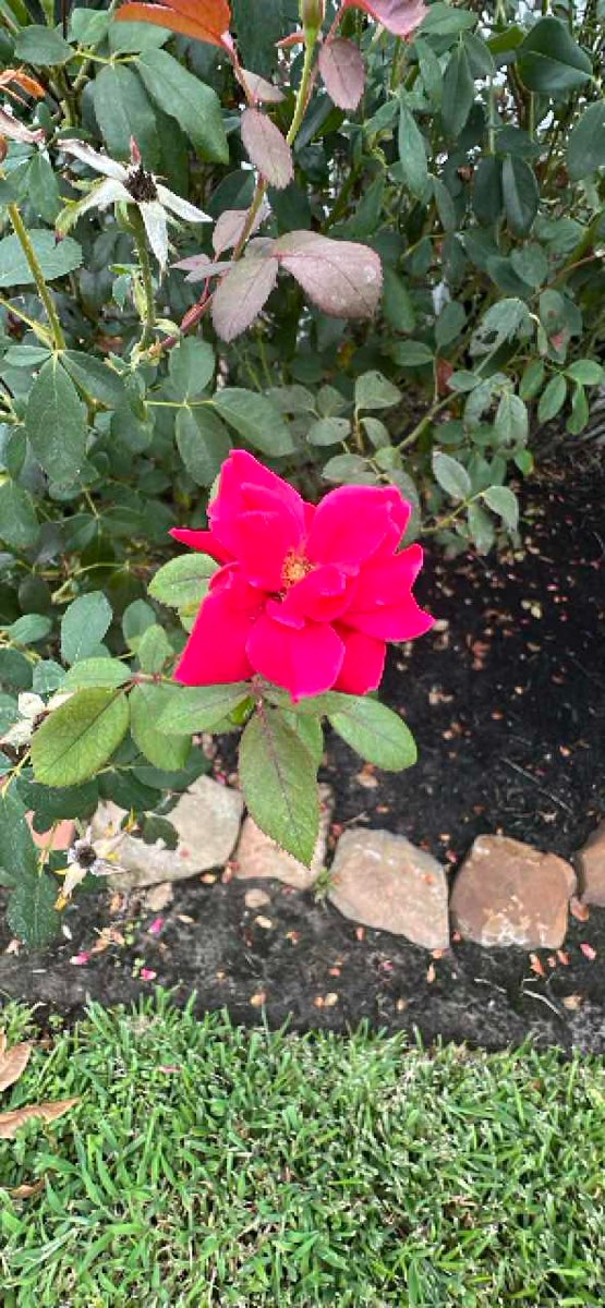 Montgomery Texas Scavenger Hunt scavenger hunt photos