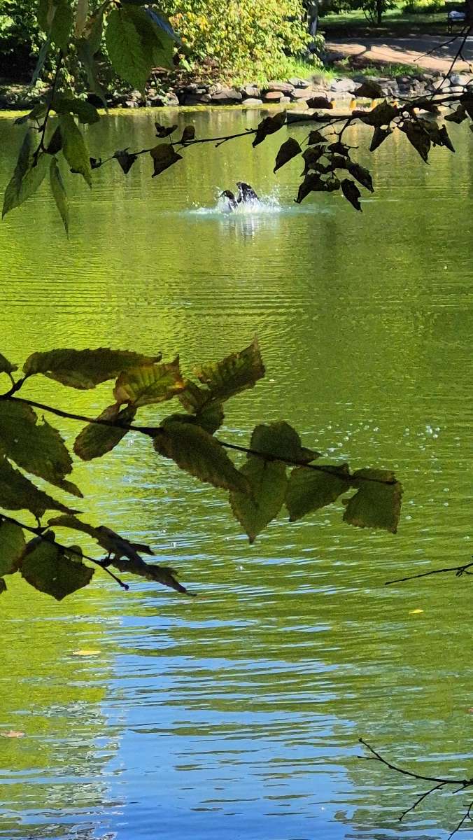 Point Pleasant Park Scavenger Hunt scavenger hunt photos