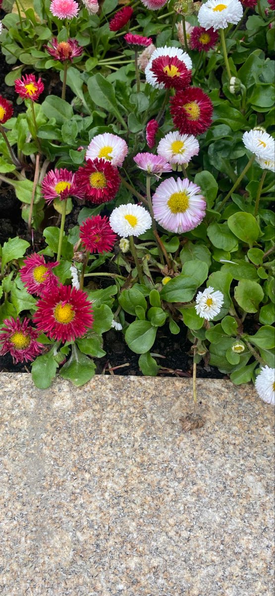 Londonderry Scavenger Hunt scavenger hunt photos