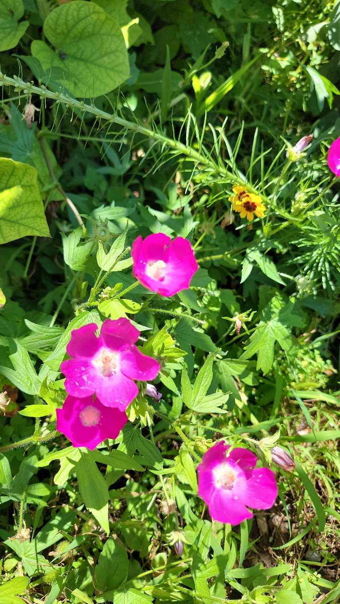 Guthrie Scavenger Hunt scavenger hunt photos