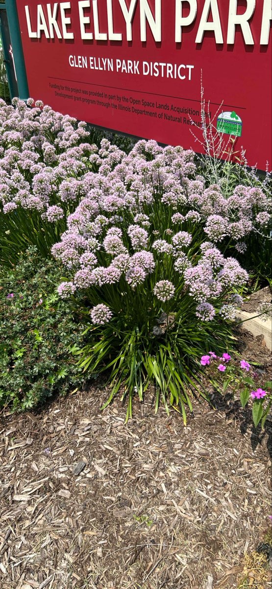 Glen Ellyn Scavenger Hunt scavenger hunt photos