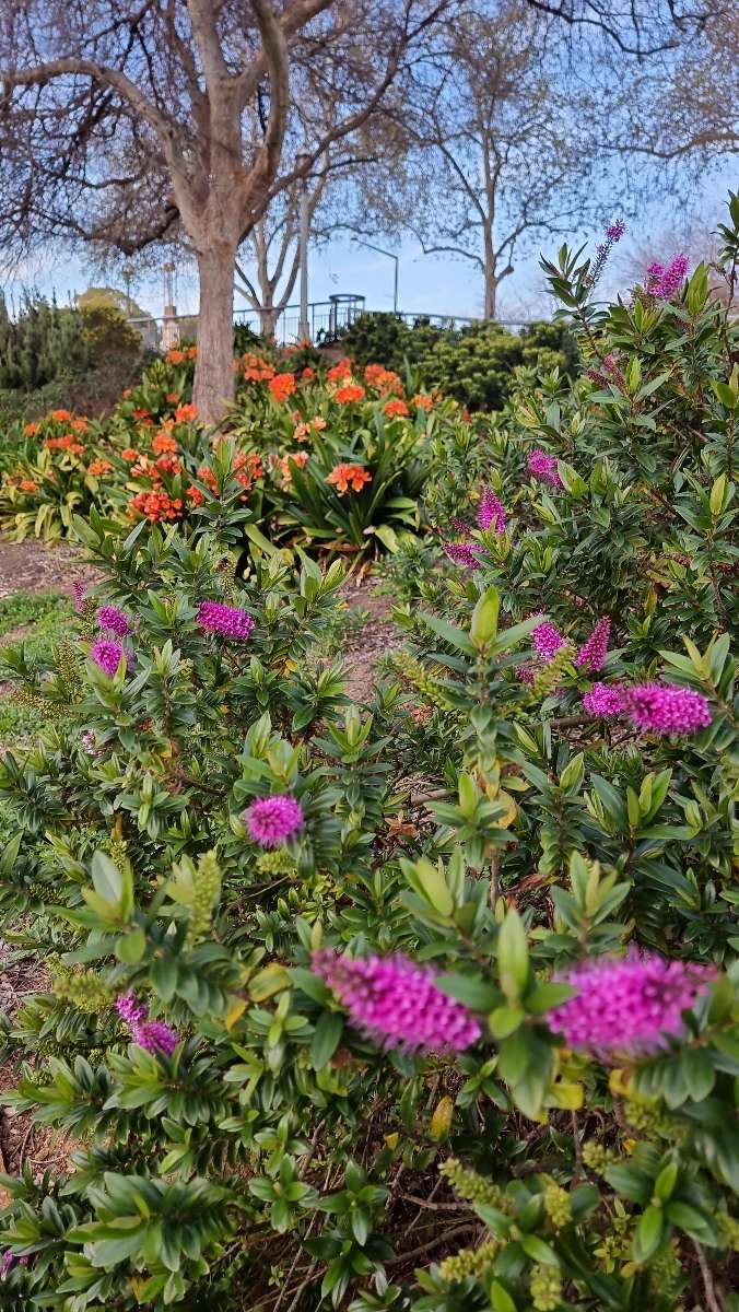 애들레이드 대학교 스캐빈저 헌트 스캐빈저 헌트 사진