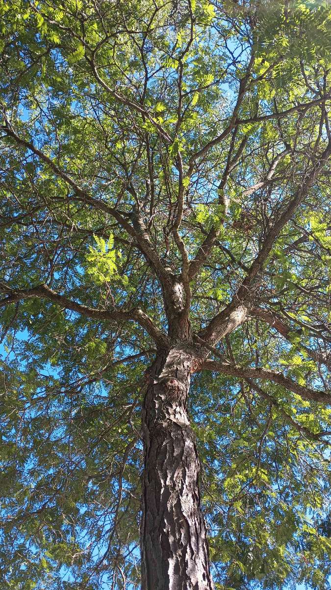 Williams College Scavenger Hunt scavenger hunt photos