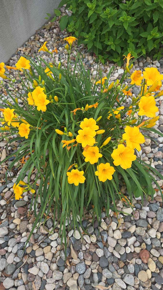 Φωτογραφίες Κυνηγιού Θησαυρού Νέου Ούλμ