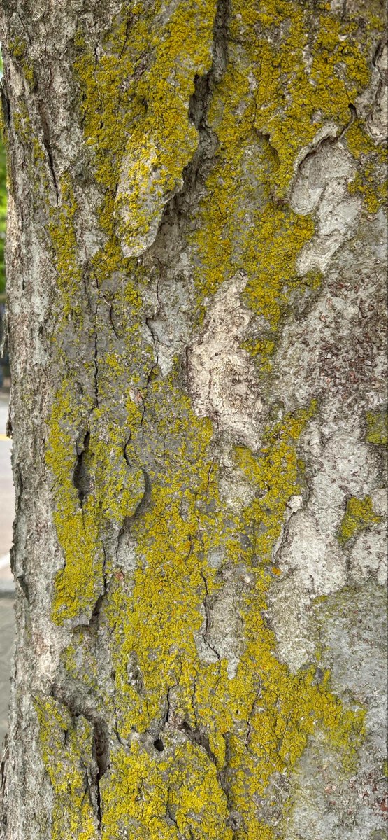 Fotky z Lima New York Scavenger Hunt