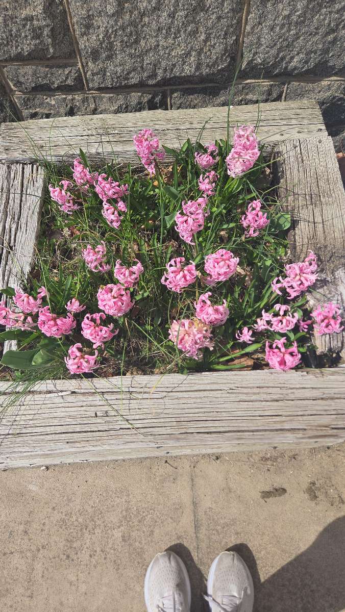 Zdjęcia z gry terenowej Port Deposit Scavenger Hunt