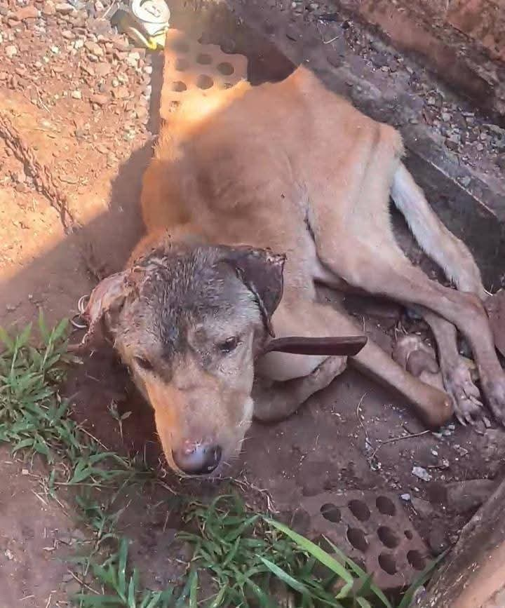 Maltrato animal en Jardín América: rescatan a un perro en estado de abandono