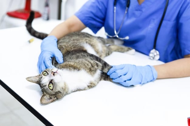 "Con el Quirófano Veterinario Móvil apuntamos a reducir la tasa de nacimientos y abandono de animales en Eldorado"