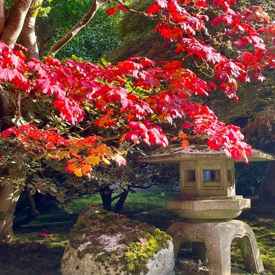 photo of Japanese Gardens (Seattle Japanese Garden)