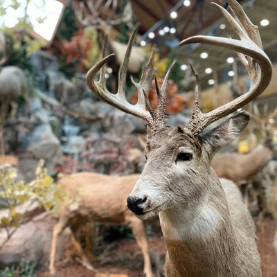 photo of Cabela's