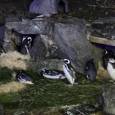 photo of Point Defiance Zoo & Aquarium