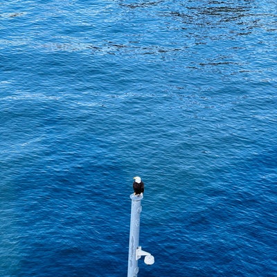photo of Evergreen Point Floating Bridge