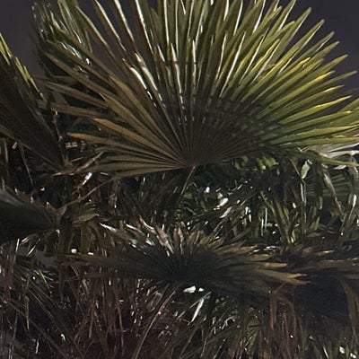 photo of Moctezuma's