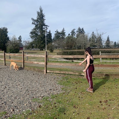 photo of Fort Steilacoom Off-Leash Dog Park