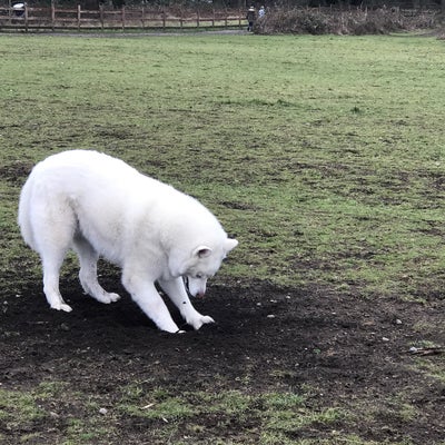 photo of Fort Steilacoom Off-Leash Dog Park