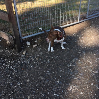 photo of Fort Steilacoom Off-Leash Dog Park